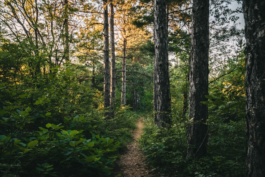 Sunlit forest path winding through tall trees